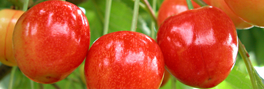 Aktuelles - Äpfel, Birnen, Erdbeeren, Kirschen, Pflaumen u.v.m. - hier ...